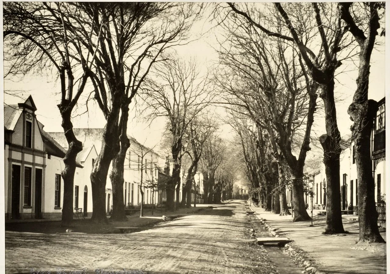 Dorp Street early last century: the oaks bare, the furrow running, Cape Dutch gables along both sides