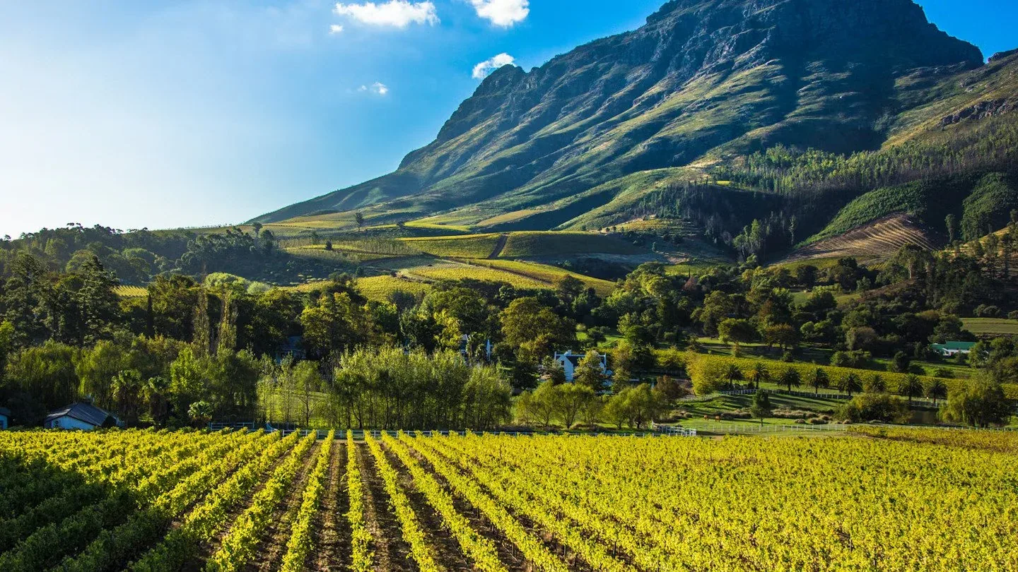 Vineyards below the mountains outside Stellenbosch